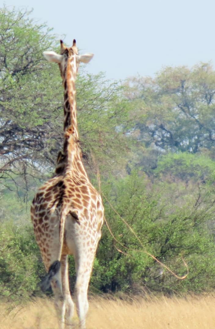 2. Giraffe