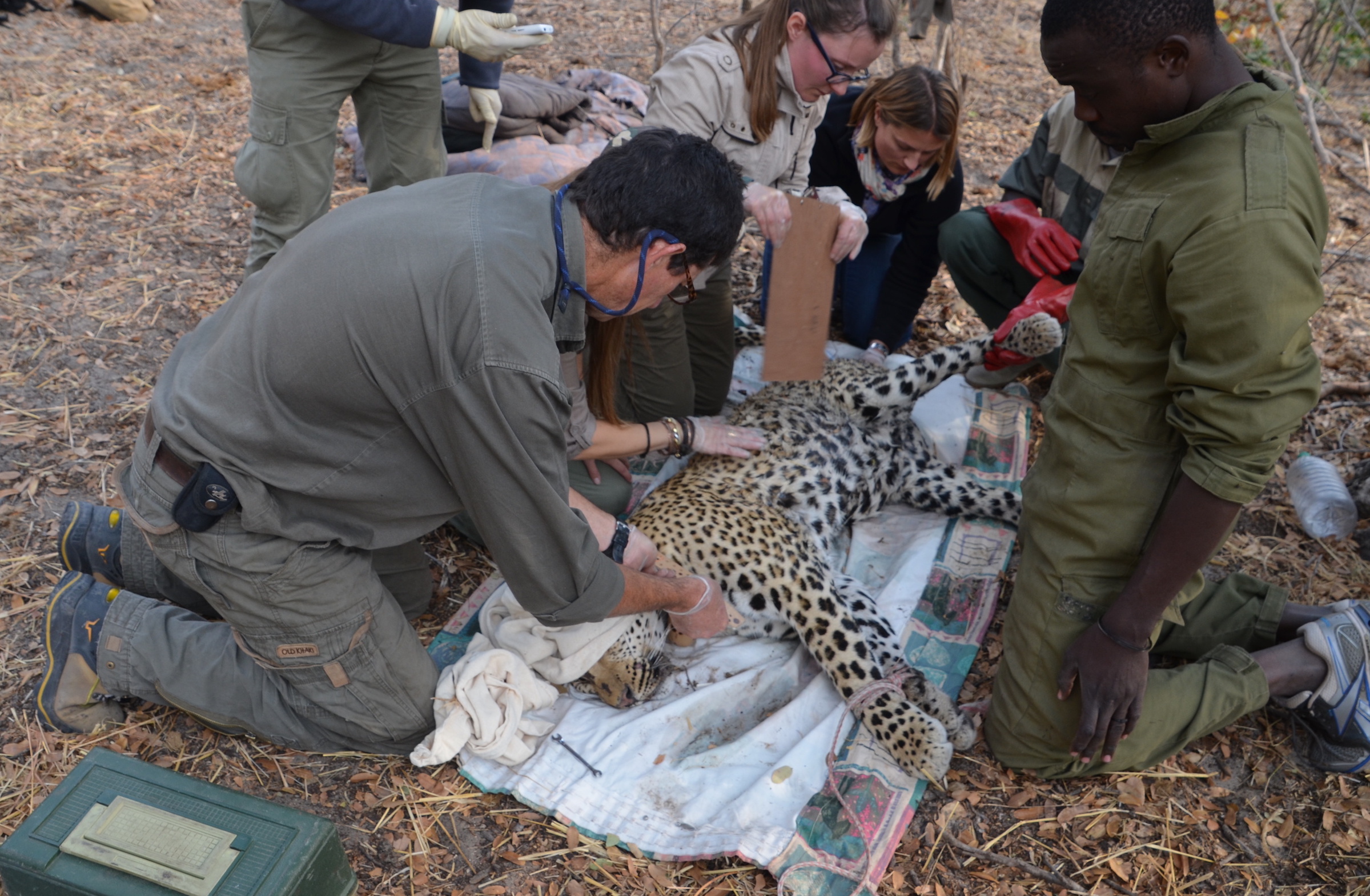 7.Leopard-team-down-red 7.Leopard-team-down-red